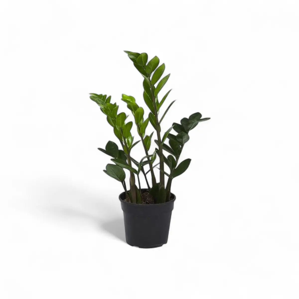 Zamioculcas Zamiifolia ZZ Plant (14cm)