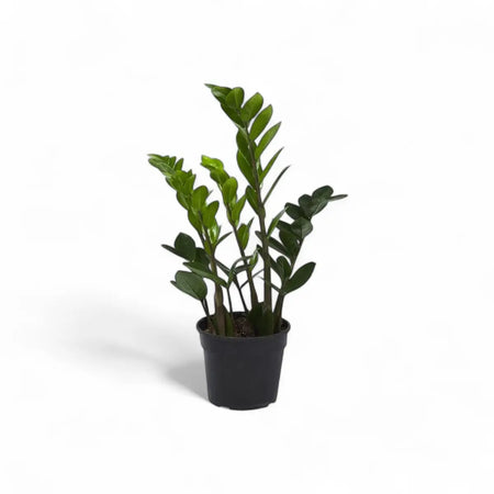Zamioculcas Zamiifolia ZZ Plant (14cm)