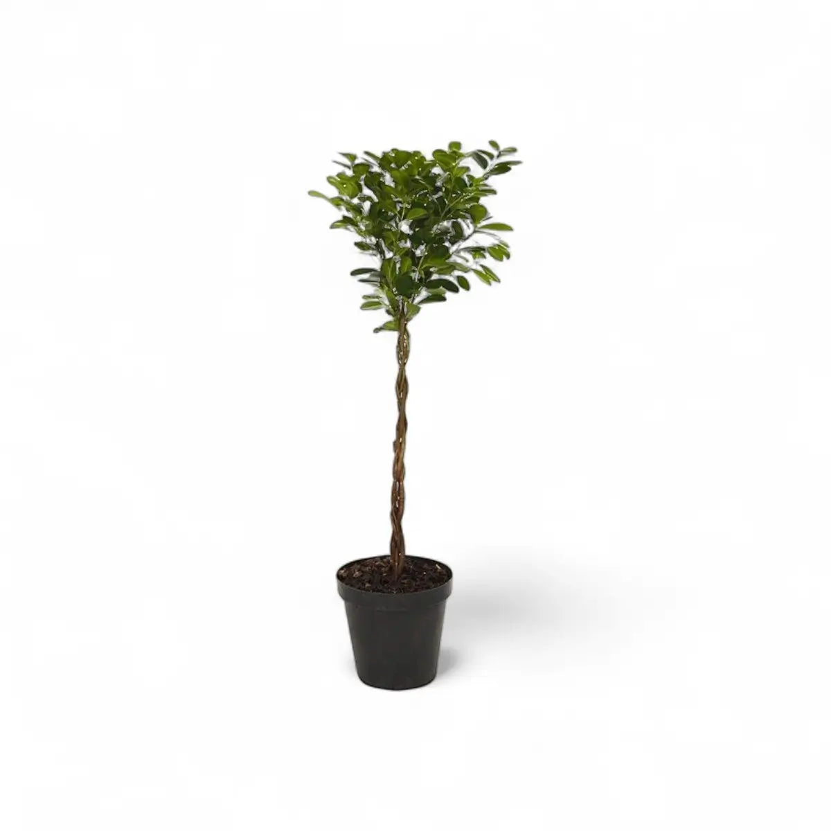 Ficus Moclame Braided (30cm)