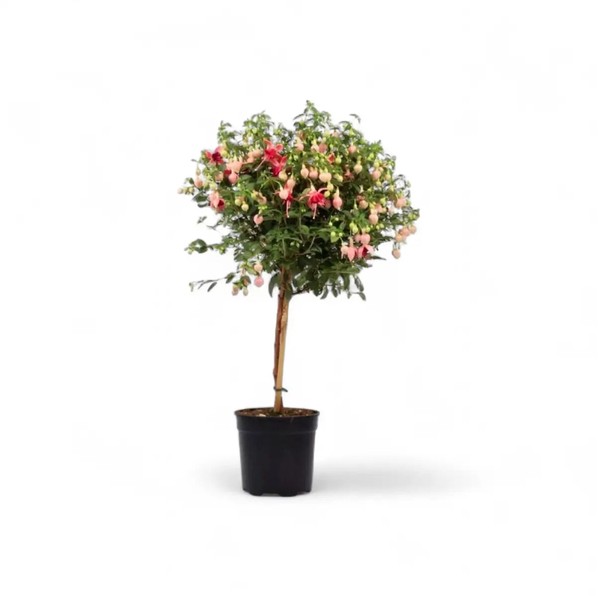 Fuchsia Standard (19cm)