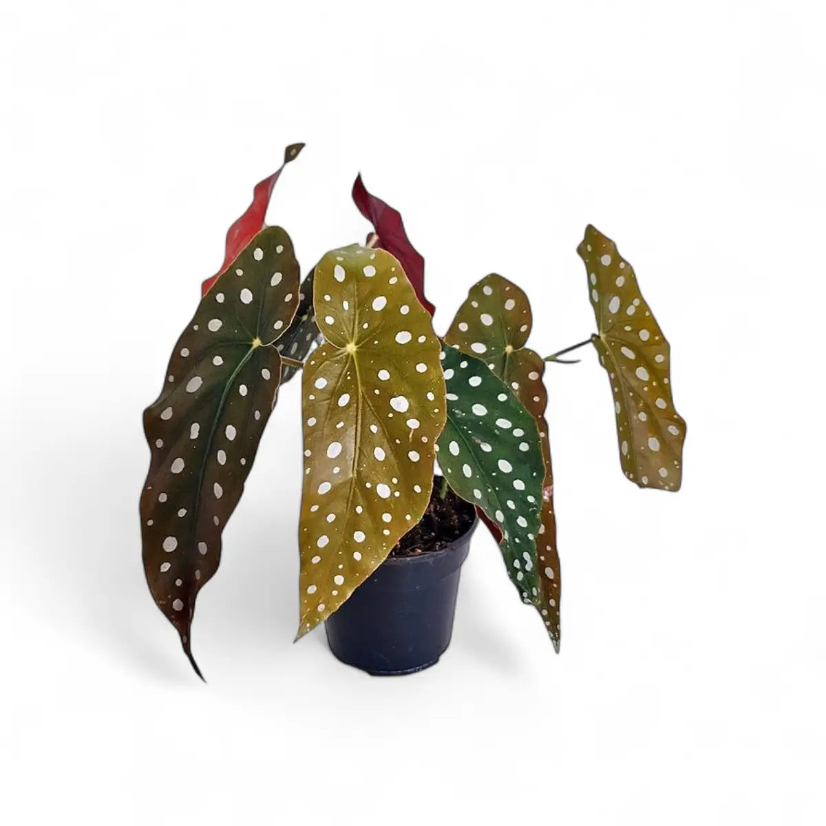 Begonia Maculata Polka Dot (14cm)
