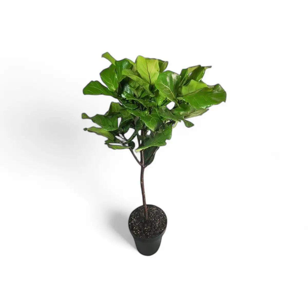 Ficus Lyrata Fiddle Leaf Fig Standard/Lollipop (30cm)