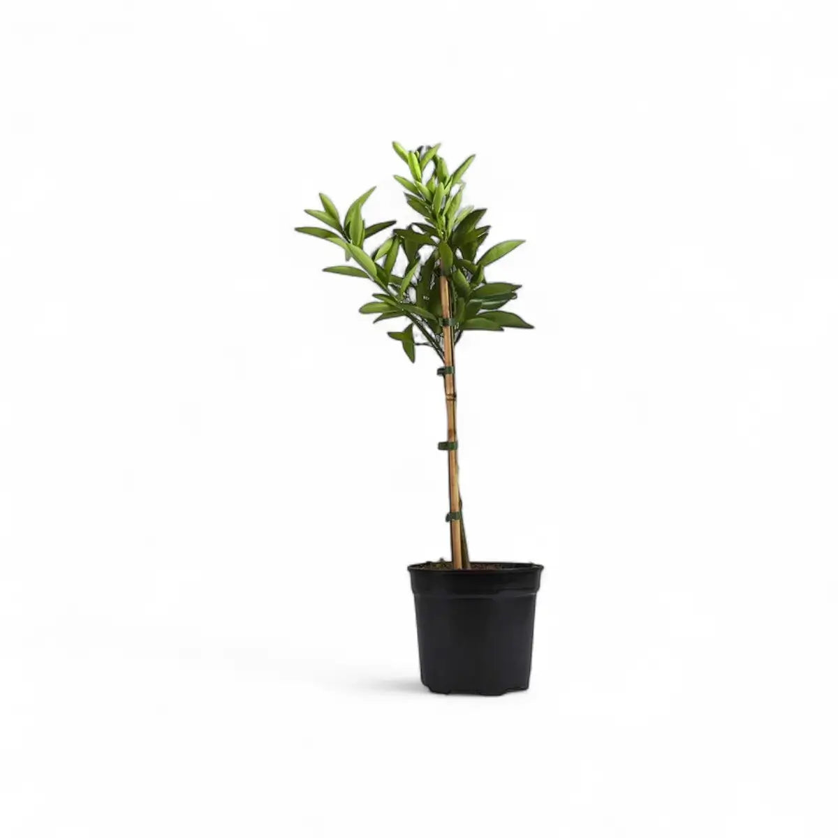 Citrus Naartjie Tree - Multi-Branch (19cm)