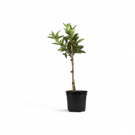 Citrus Naartjie Tree - Multi-Branch (19cm)