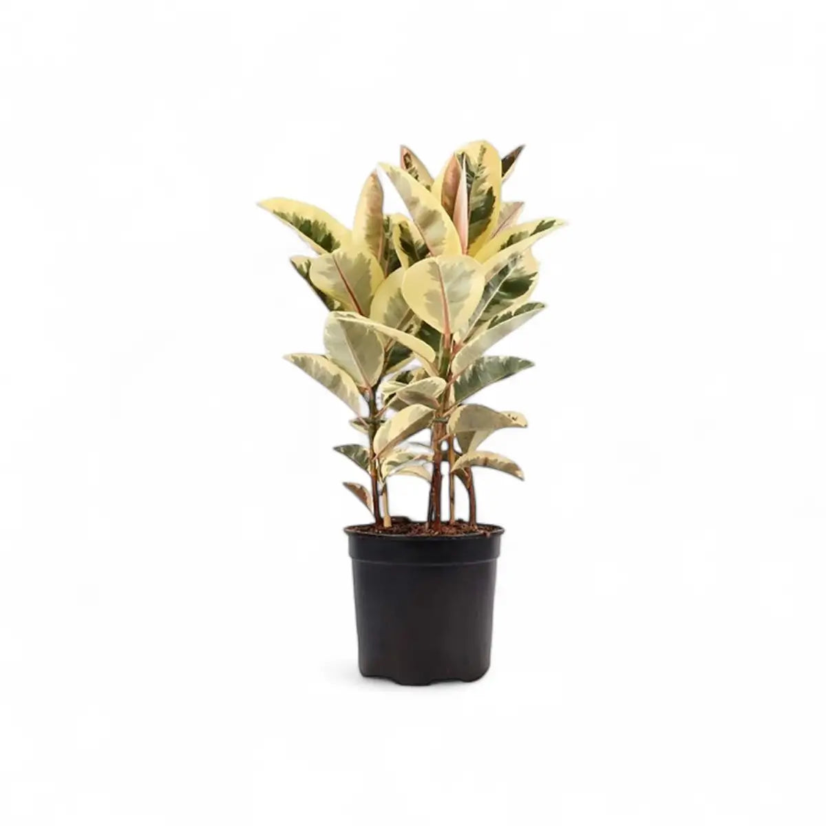 Ficus Elastica Tineke - 3 Plants (24cm)