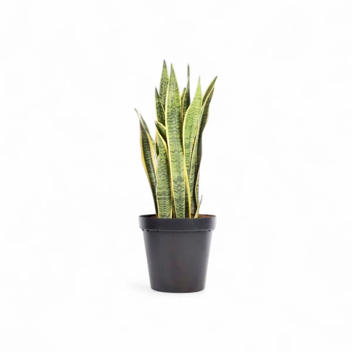 Sansevieria Laurentii Snake Plant (30cm)