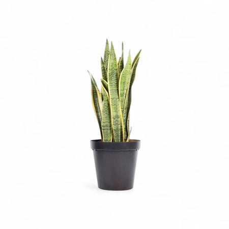 Sansevieria Laurentii Snake Plant (30cm)