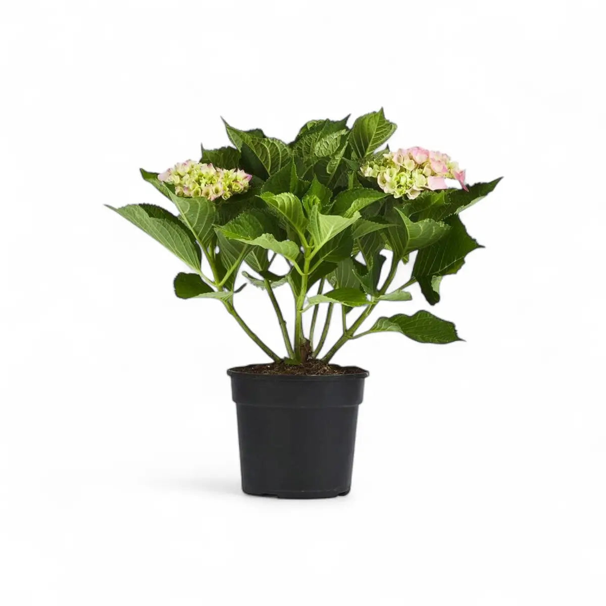 Hydrangea (14cm)