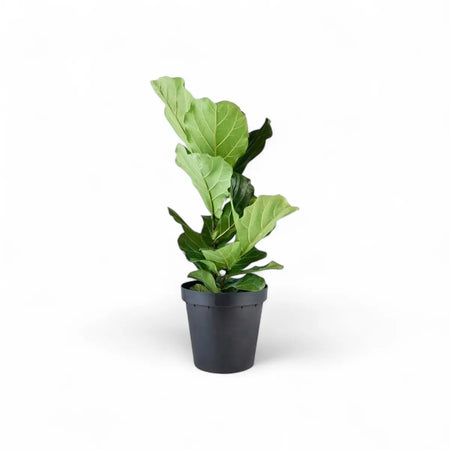 Ficus Lyrata Fiddle Leaf Fig - 1 Plant (30cm)