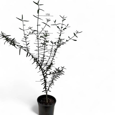 Olea Africana Wild Olive Tree (16.5cm)