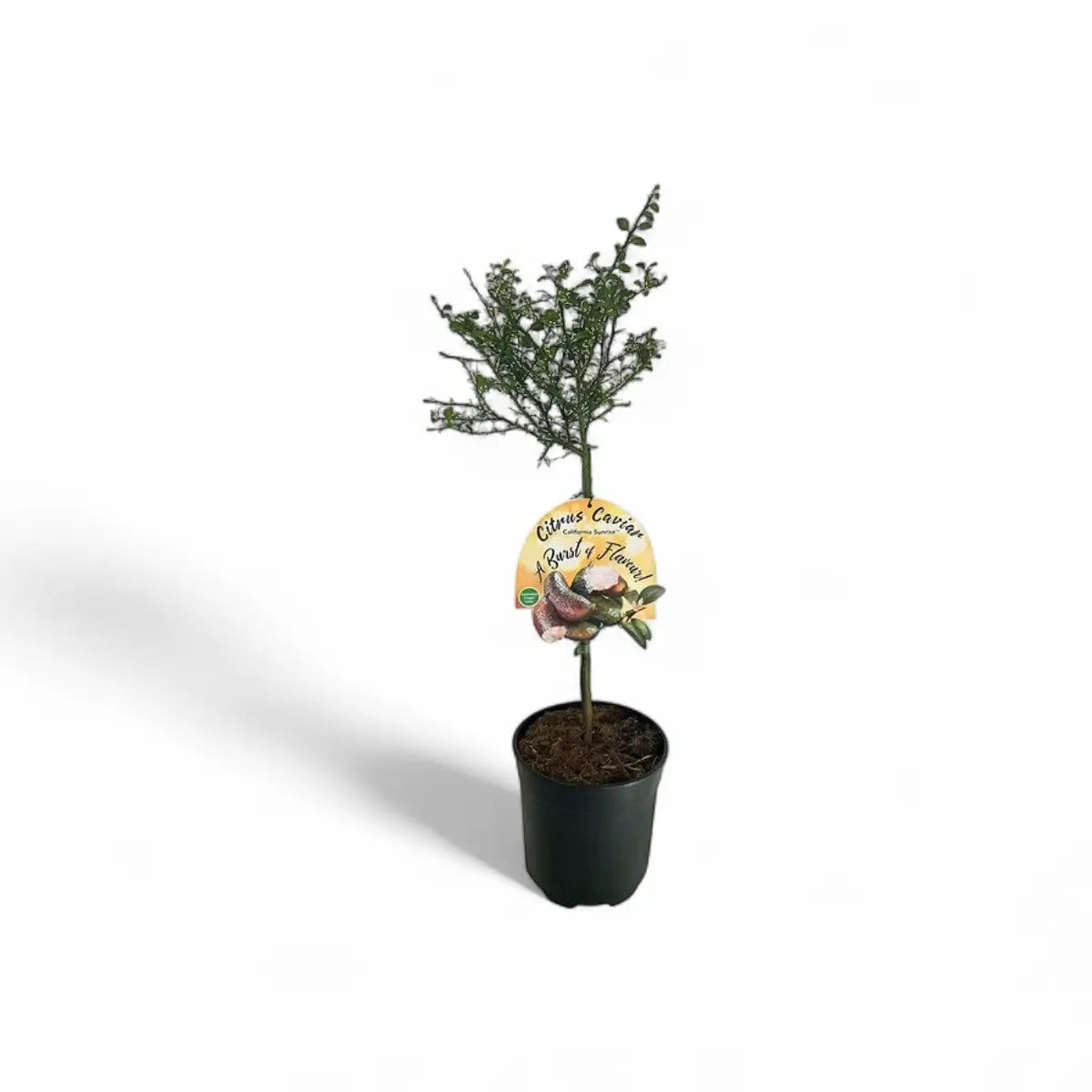 Citrus Finger Lime Tree (19cm)