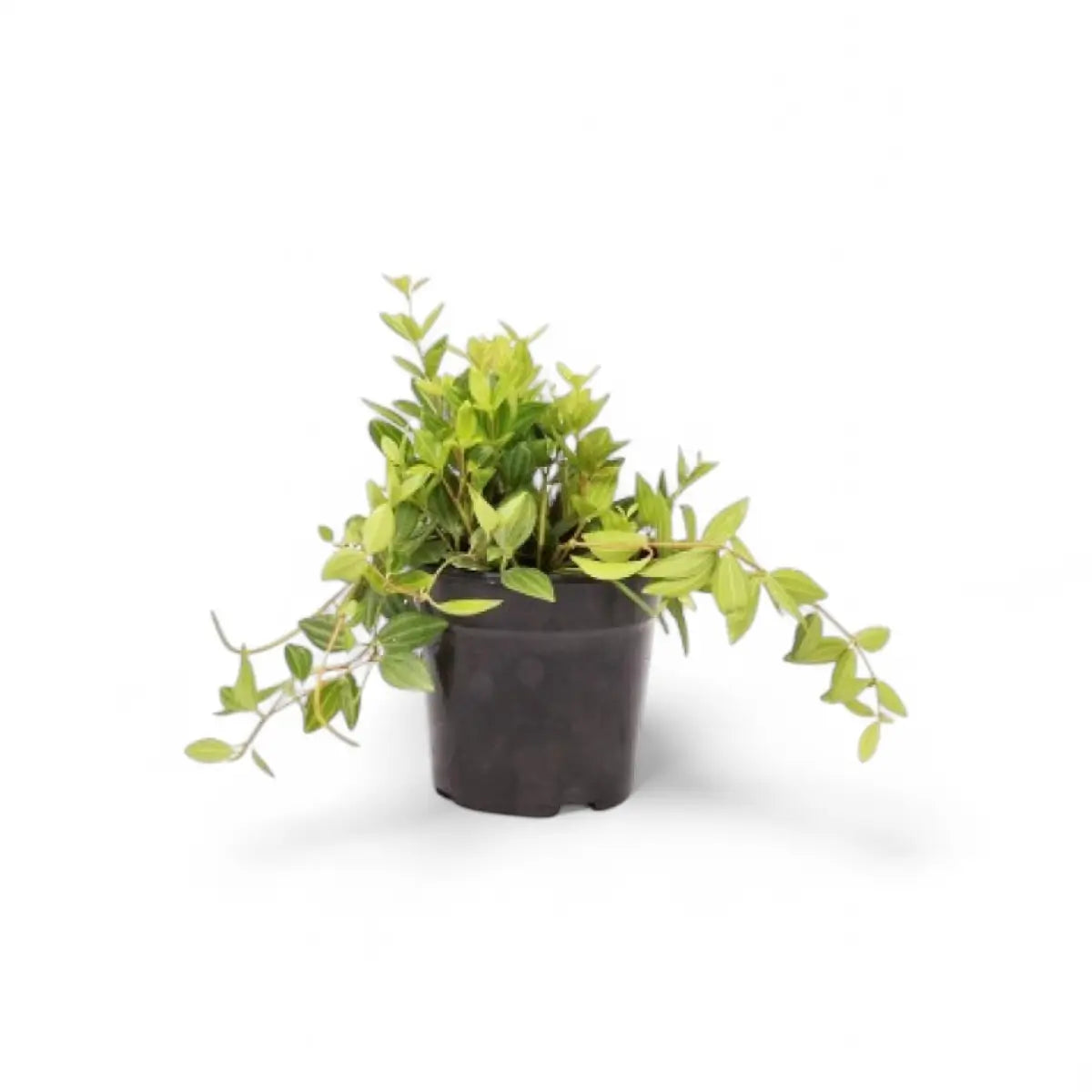 Peperomia Angulata (12cm)