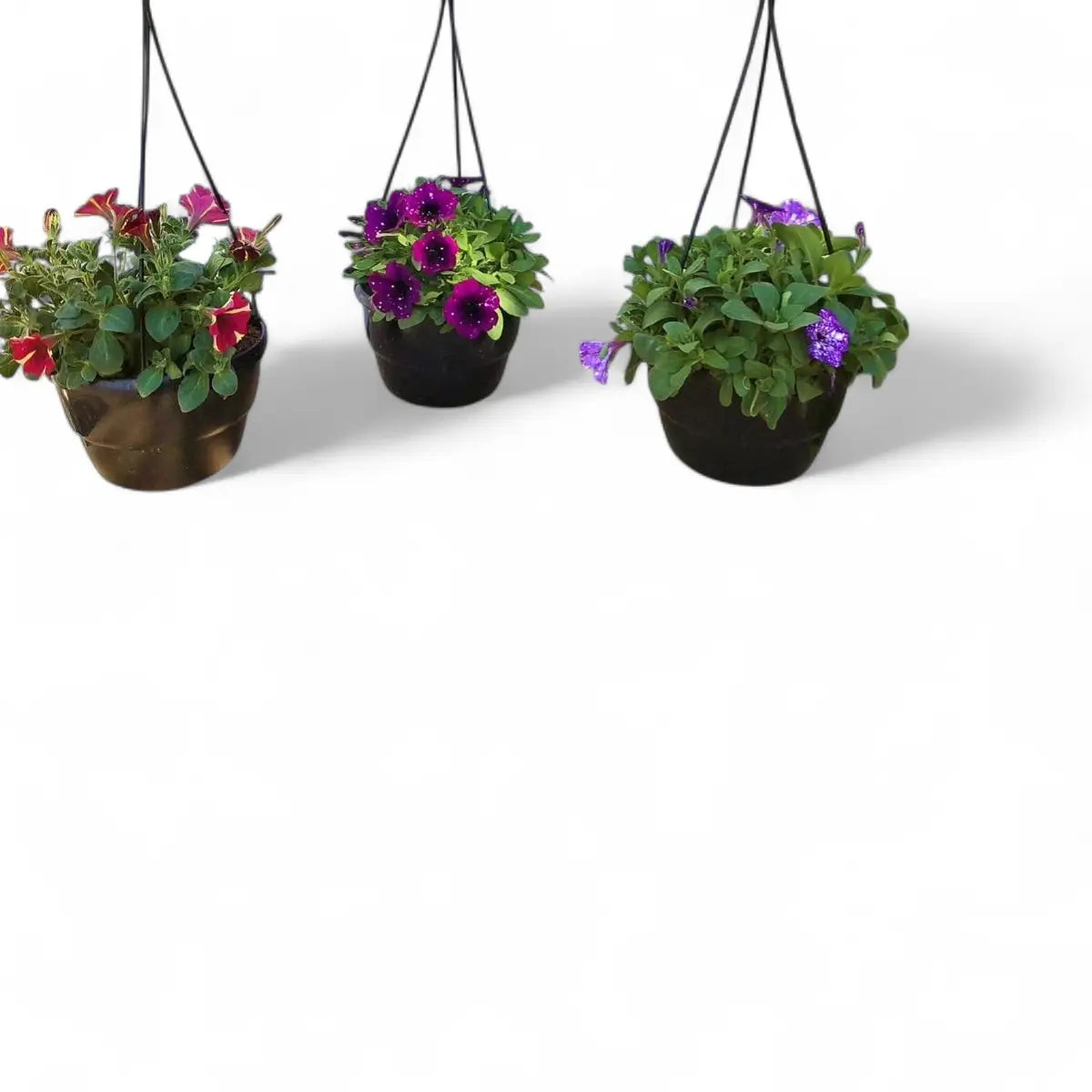 Petunia Assorted in Hanging Basket (20cm)