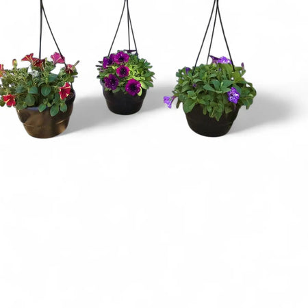 Petunia Assorted in Hanging Basket (20cm)