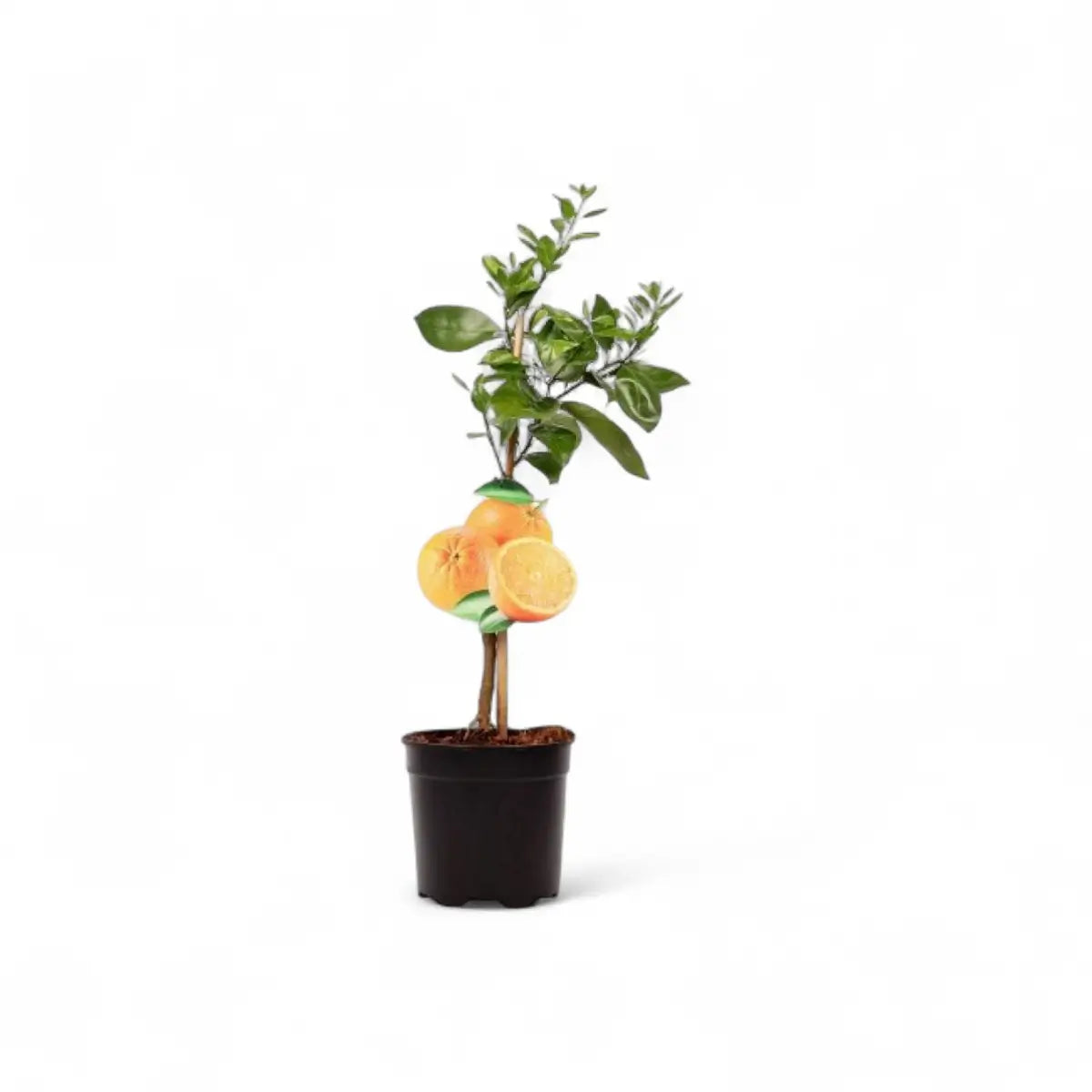 Citrus Orange Tree - Single Shoot (19cm)