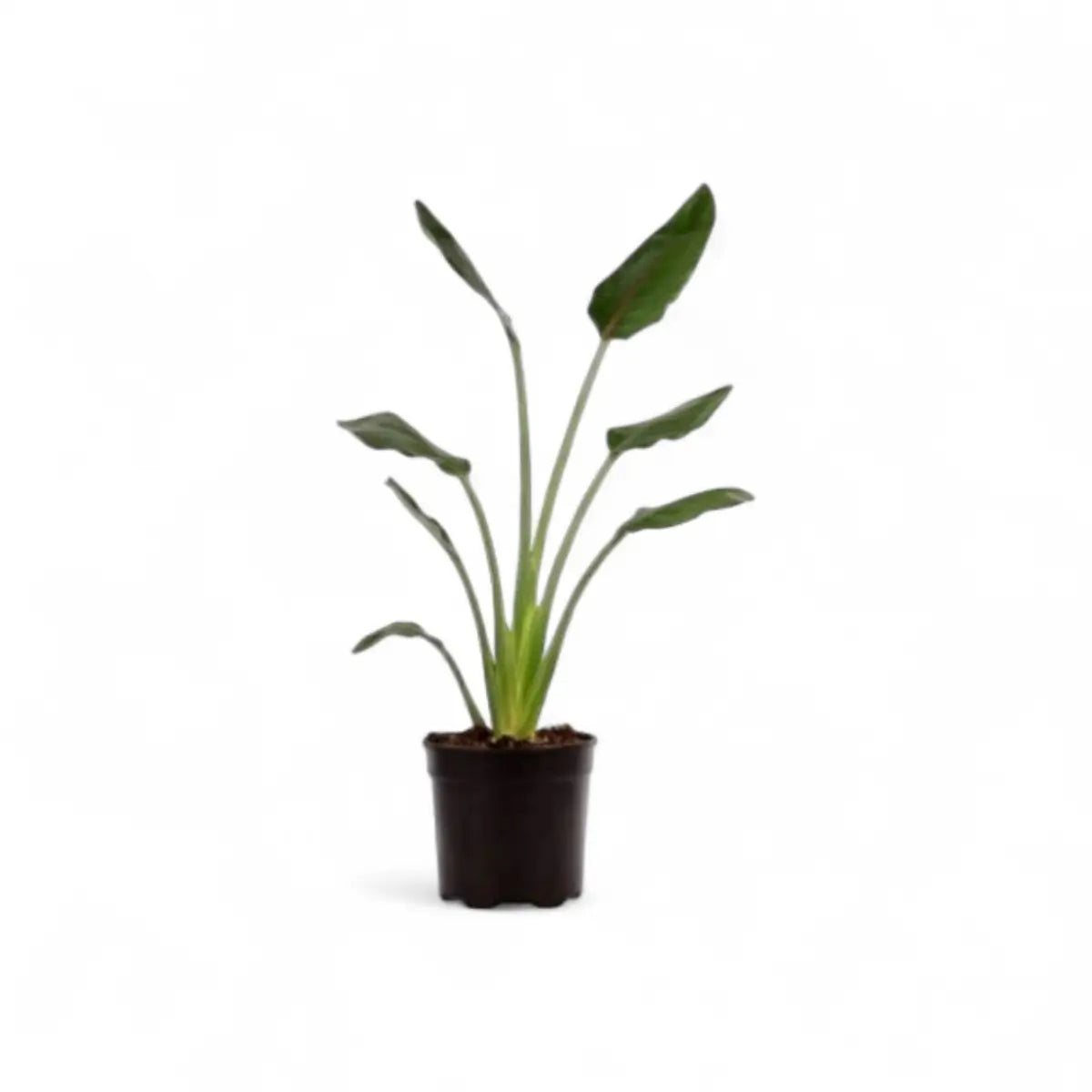 Strelitzia Reginae Bird of Paradise (19cm)