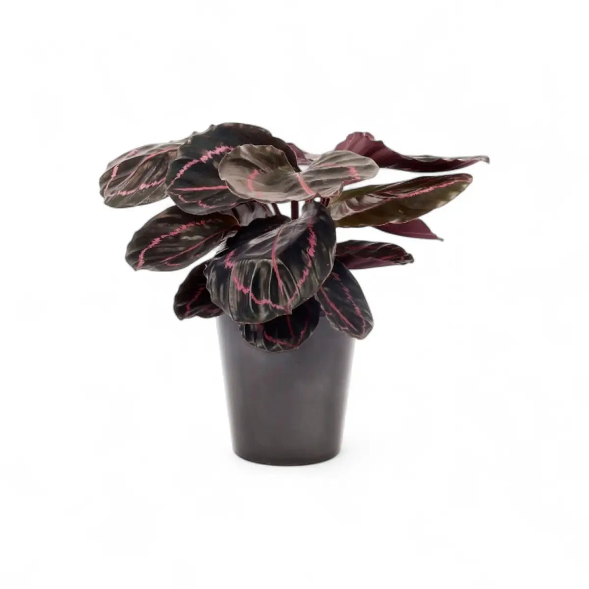 Calathea Dottie (14cm)