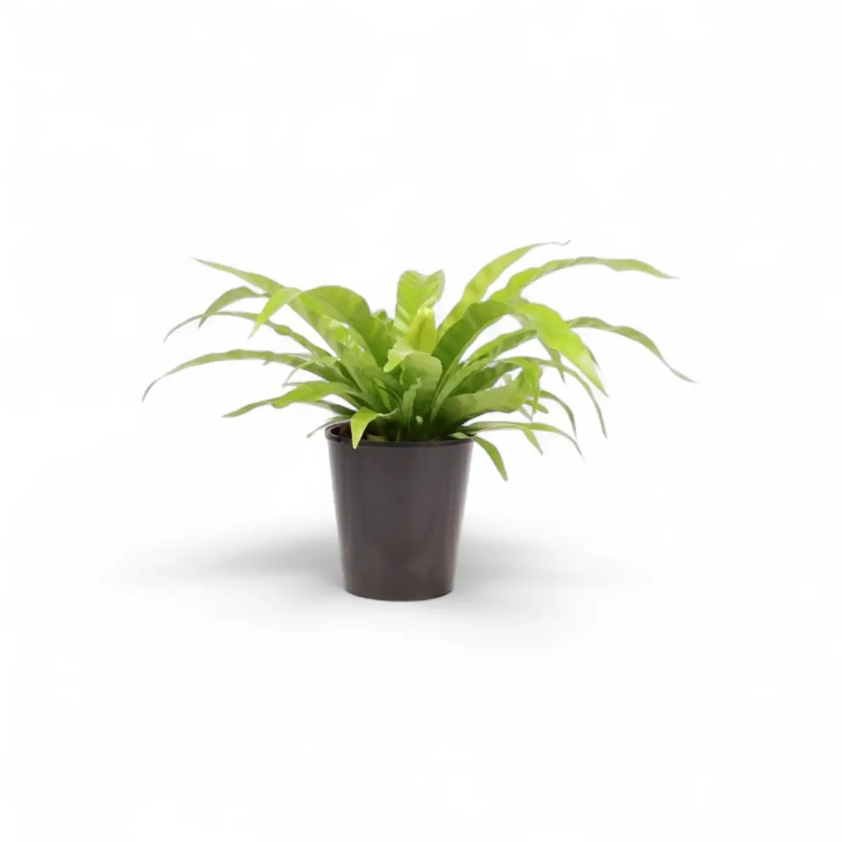 Asplenium Antiquum Bird's Nest Fern (15cm)
