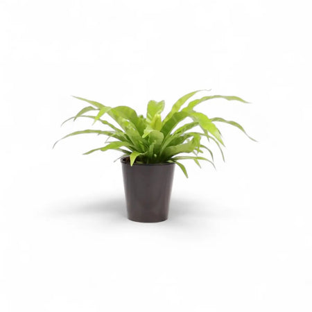 Asplenium Antiquum Bird's Nest Fern (15cm)