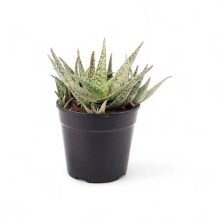 Aloe Doran Black in Bowl (12cm)