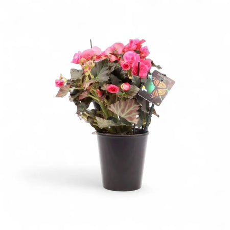Begonia Elatior - Mixed Colors (14cm)
