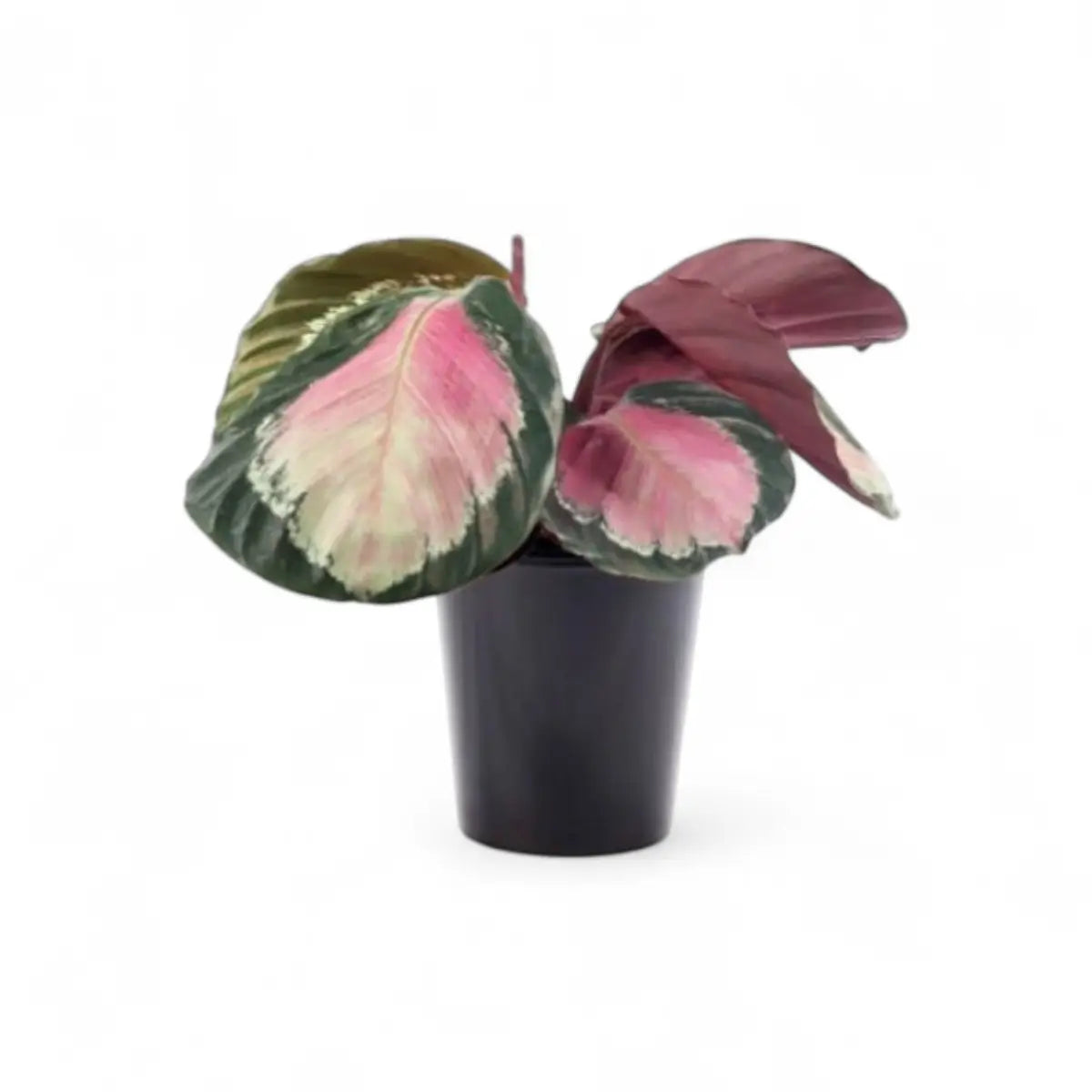 Calathea Crimson Green/Rosy (14cm)