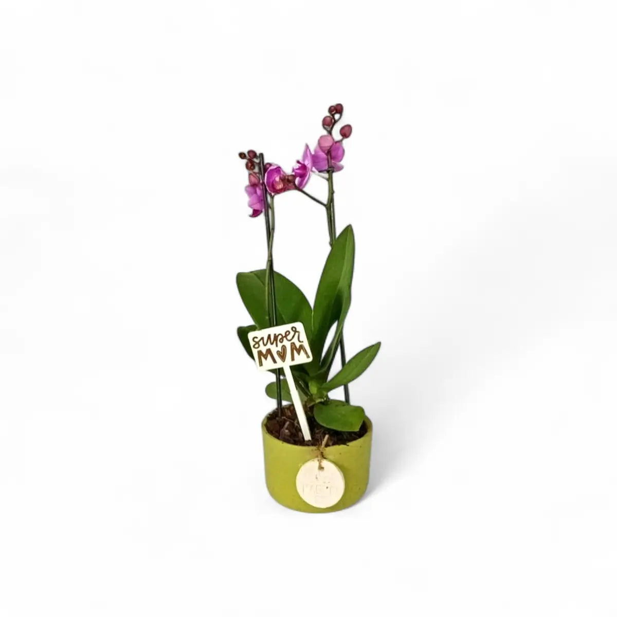 Phalaenopsis Orchid - 2 Stem in Green Ceramic (9cm)