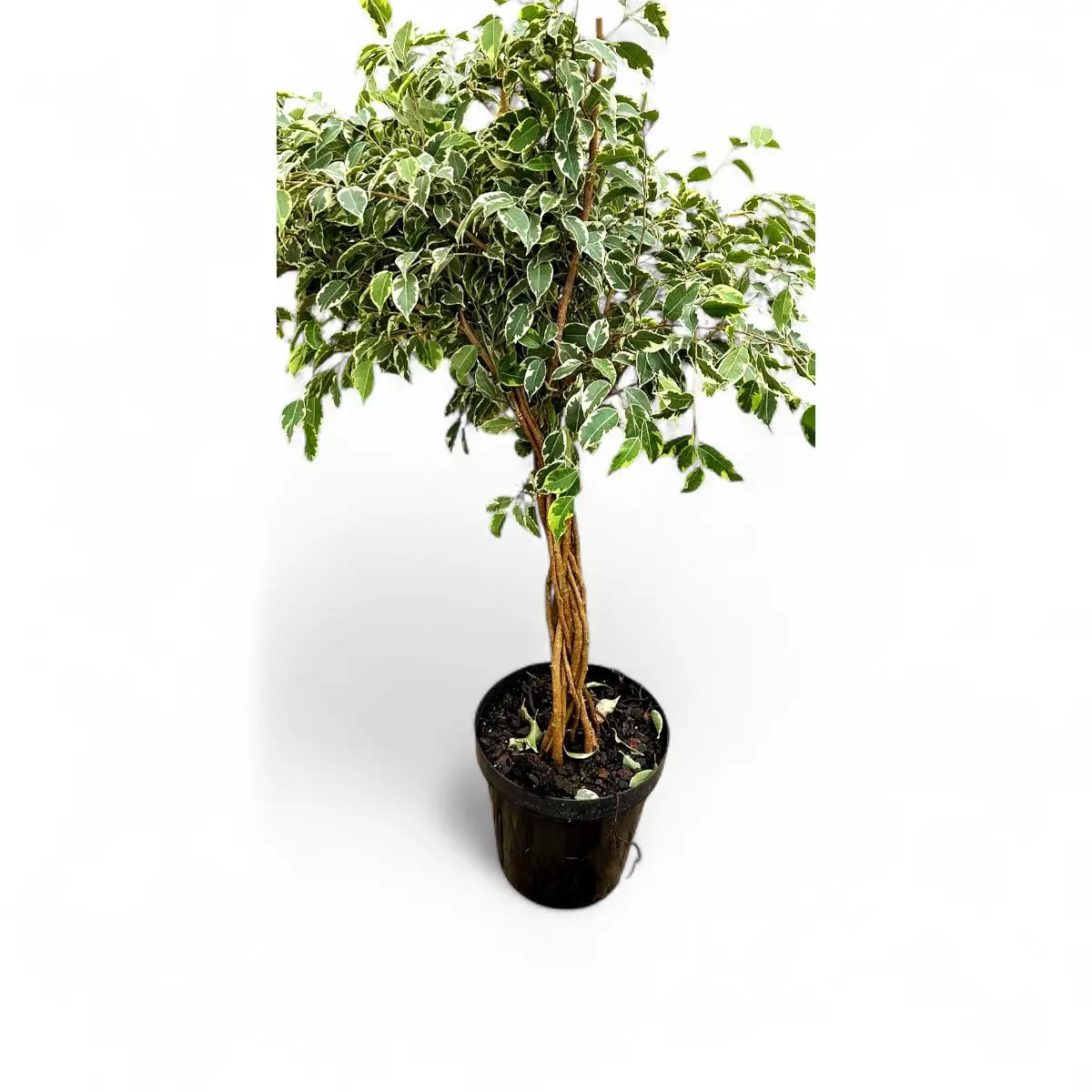 Ficus Golden King Standard Braided (30cm)