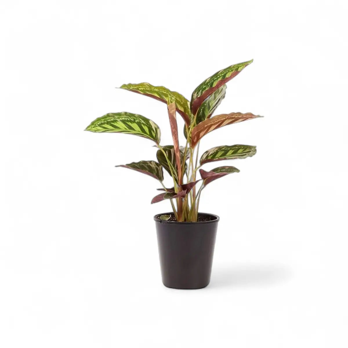 Calathea Moonlight (14cm)