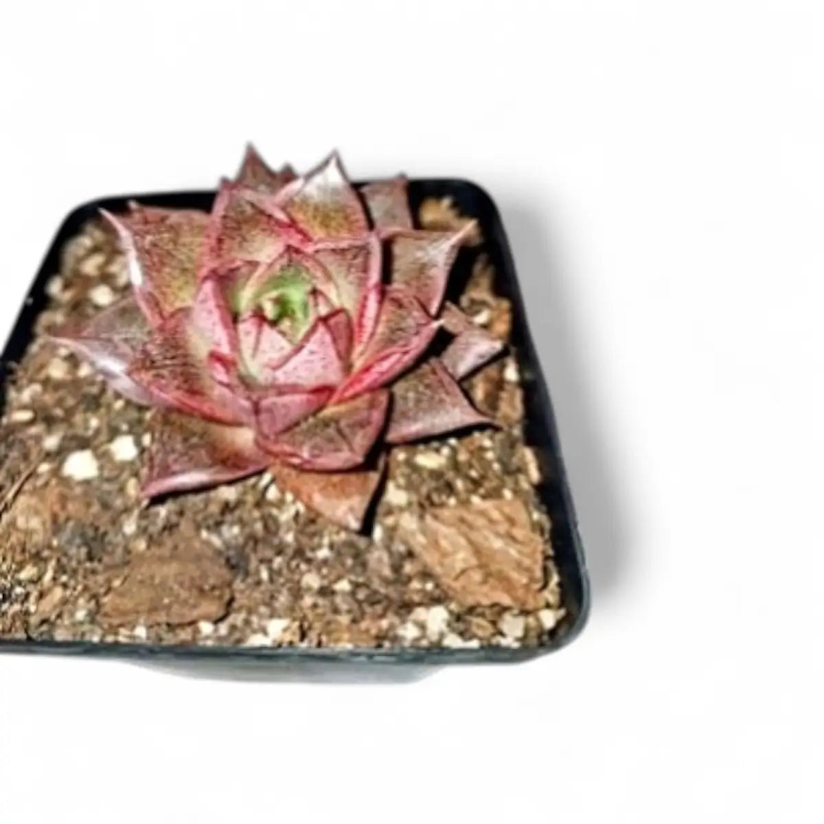 Echeveria Purpusorum (10cm)