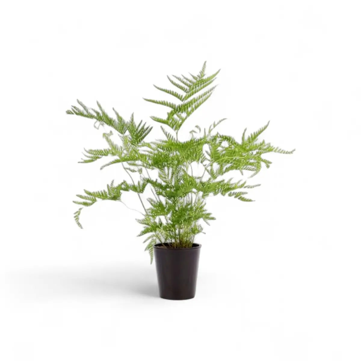Pteris Stramina Fern (15cm)