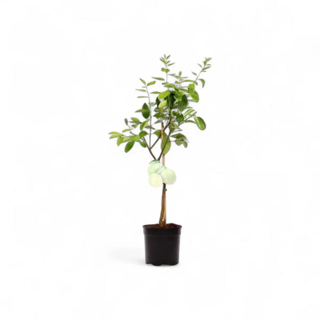 Citrus Bearss Lime Tree - Single Shoot (19cm)