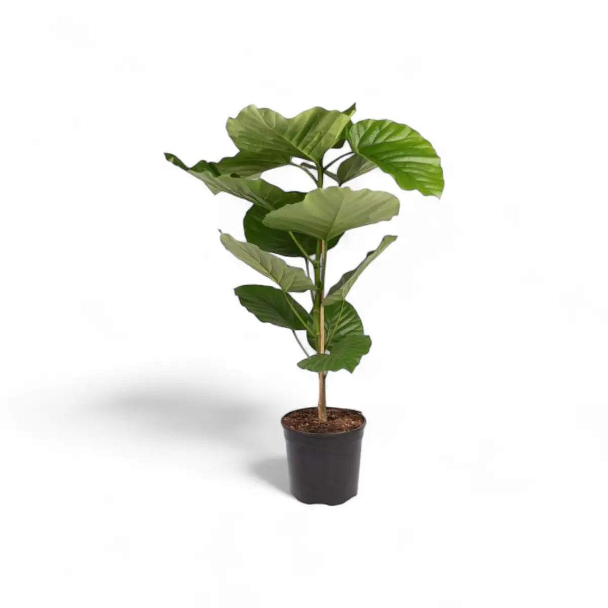 Ficus Umbellata (23cm)