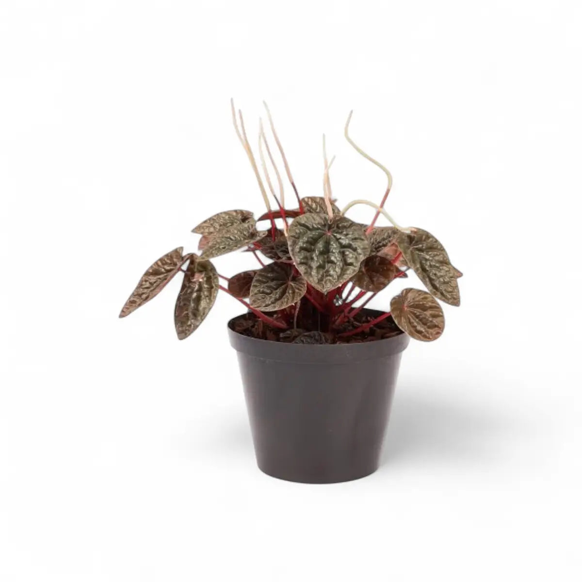 Peperomia Caperata Luna (15cm)