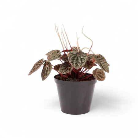Peperomia Caperata Luna (15cm)