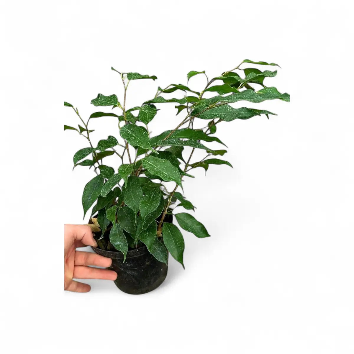 Ficus Benjamina Weeping Fig (15cm)