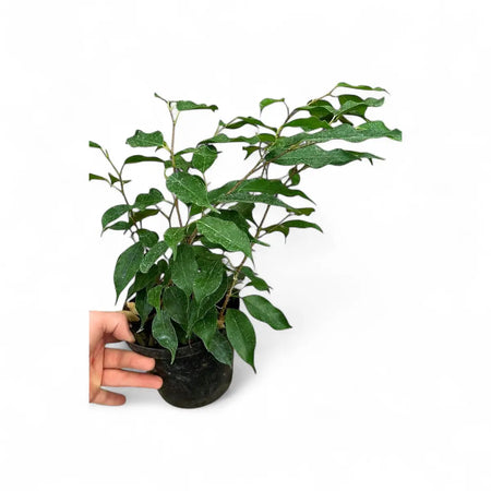 Ficus Benjamina Weeping Fig (15cm)