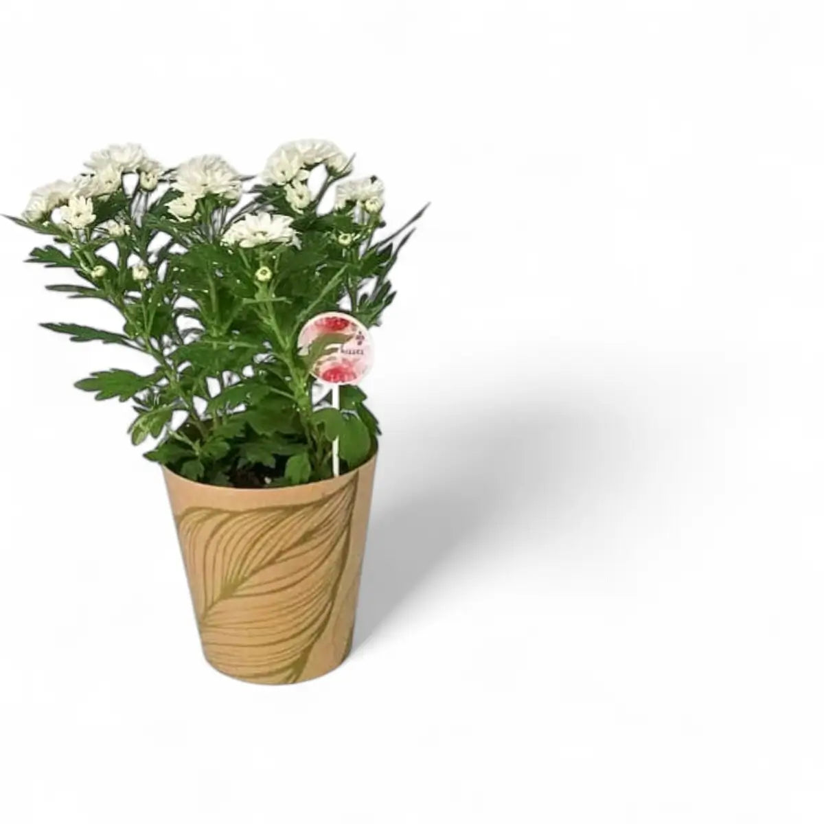 Chrysanthemum Swifty in Pot Cover (12cm)