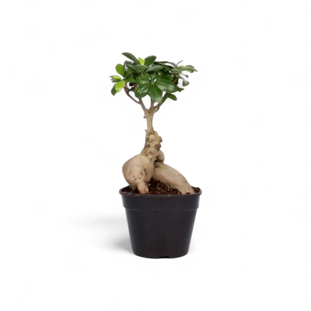 Ficus Ginseng Bonsai - 300g in Black Pot (14cm)