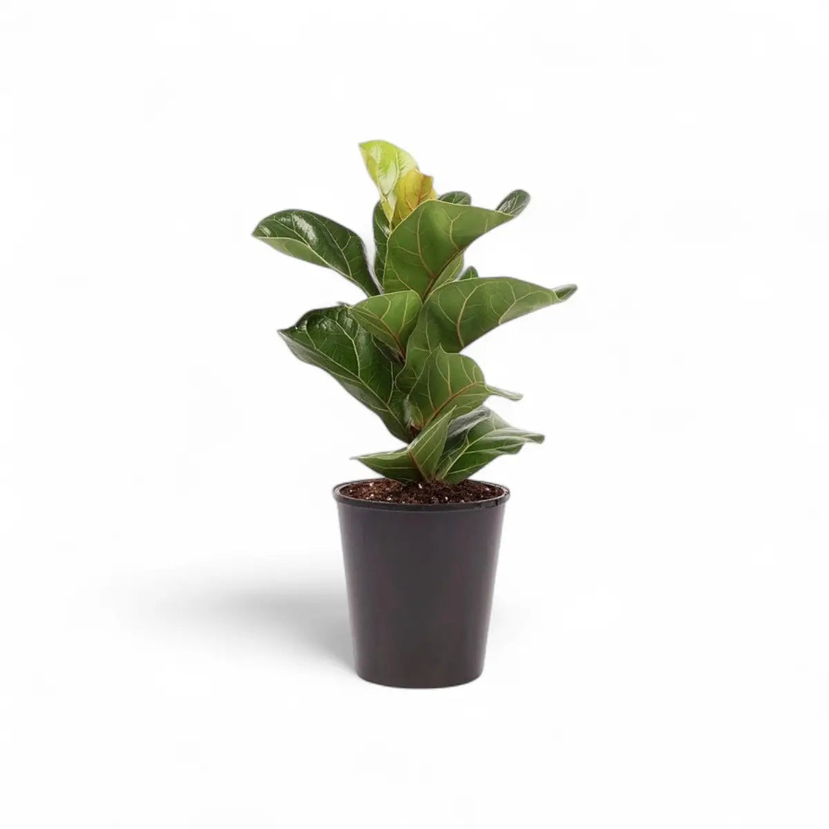 Ficus Lyrata Bambino Dwarf Fiddle Leaf Fig (14cm)