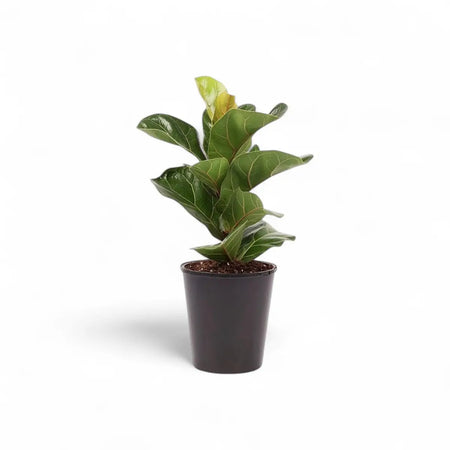 Ficus Lyrata Bambino Dwarf Fiddle Leaf Fig (14cm)