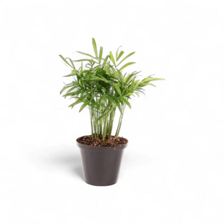 Chamaedorea Elegans Parlour Palm (9cm)