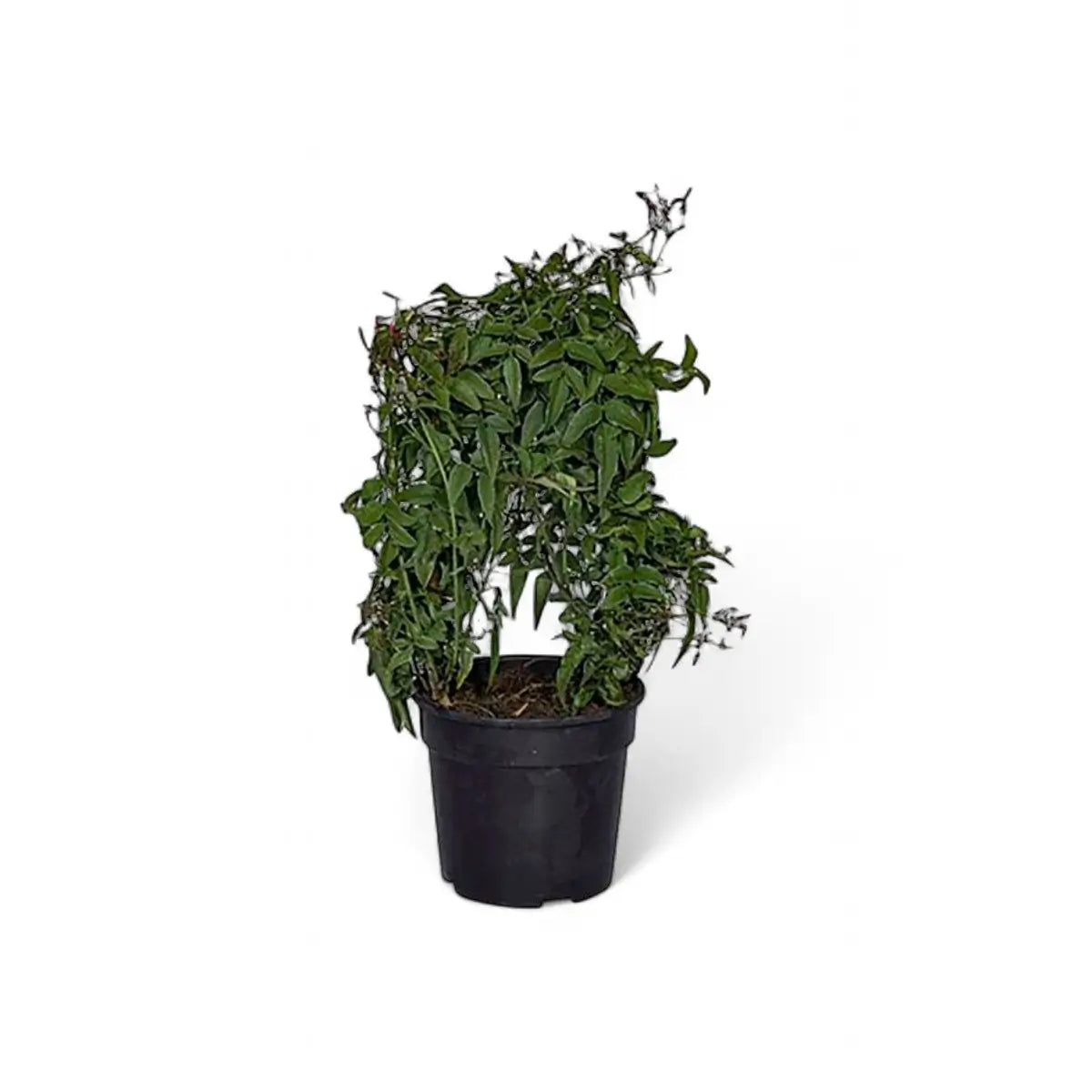 Jasminum Jasmine on Hoop Trellis (14cm)