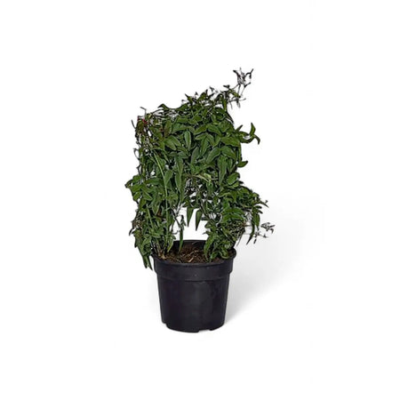 Jasminum Jasmine on Hoop Trellis (14cm)