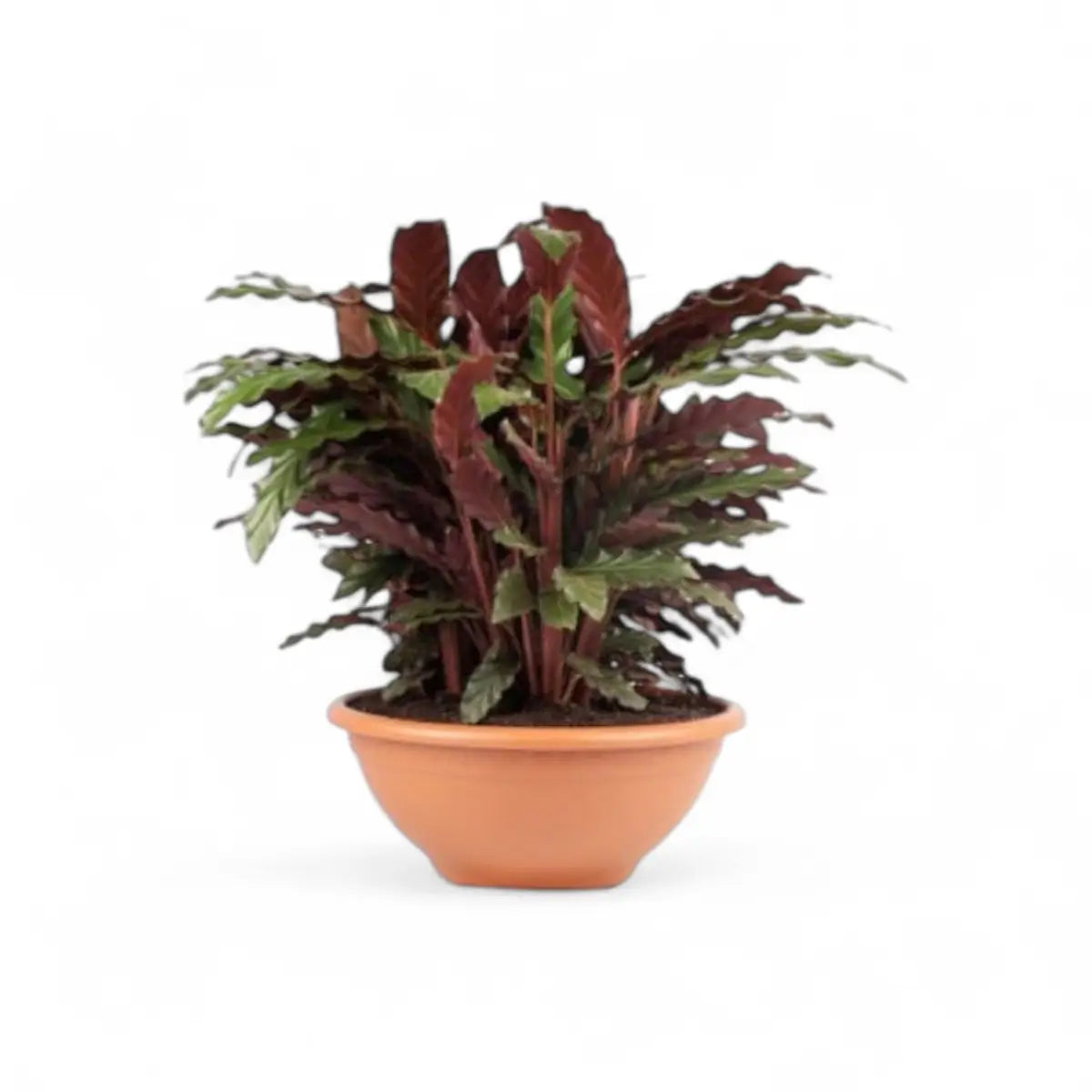 Calathea Rufibarba - 3 Plants in Solar Bowl (30cm)