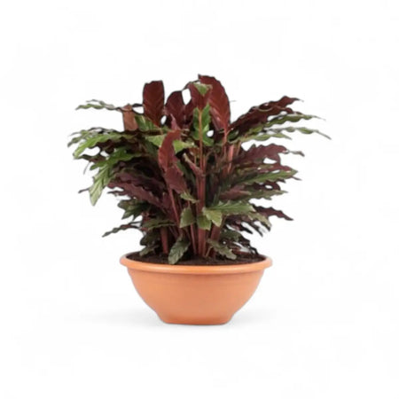Calathea Rufibarba - 3 Plants in Solar Bowl (30cm)