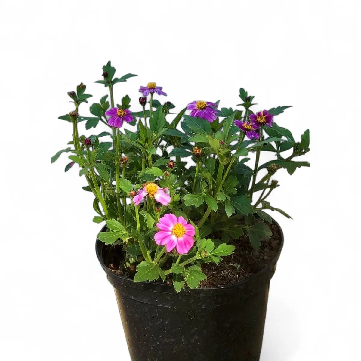 Bidens Pretty in Pink (15cm)