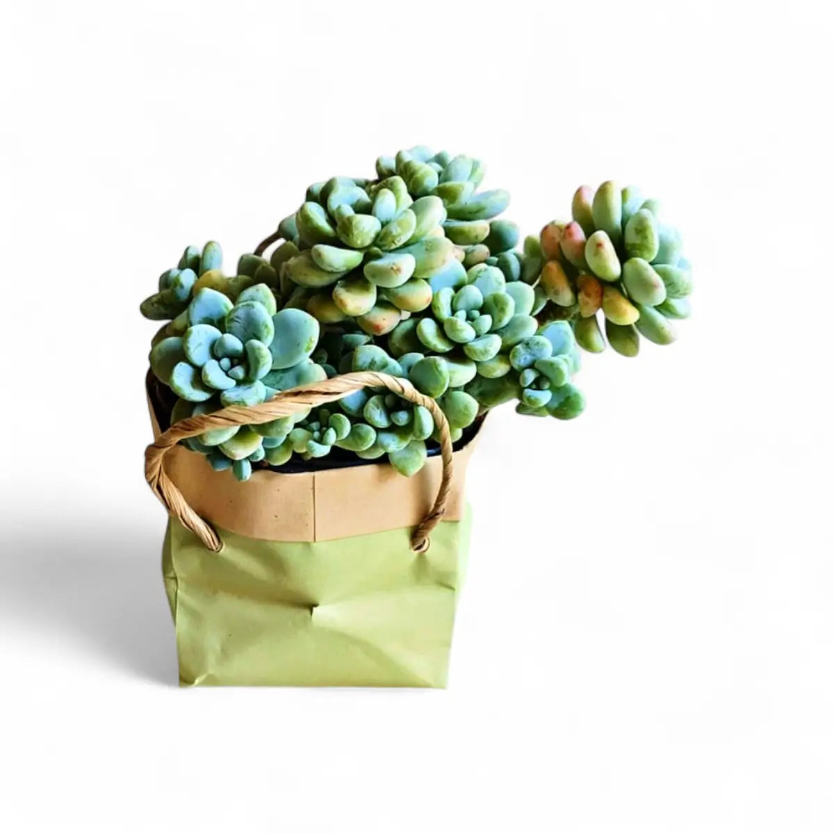 Echeveria Assorted - Sleeved (12cm)
