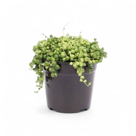 Senecio String of Beads (12cm)