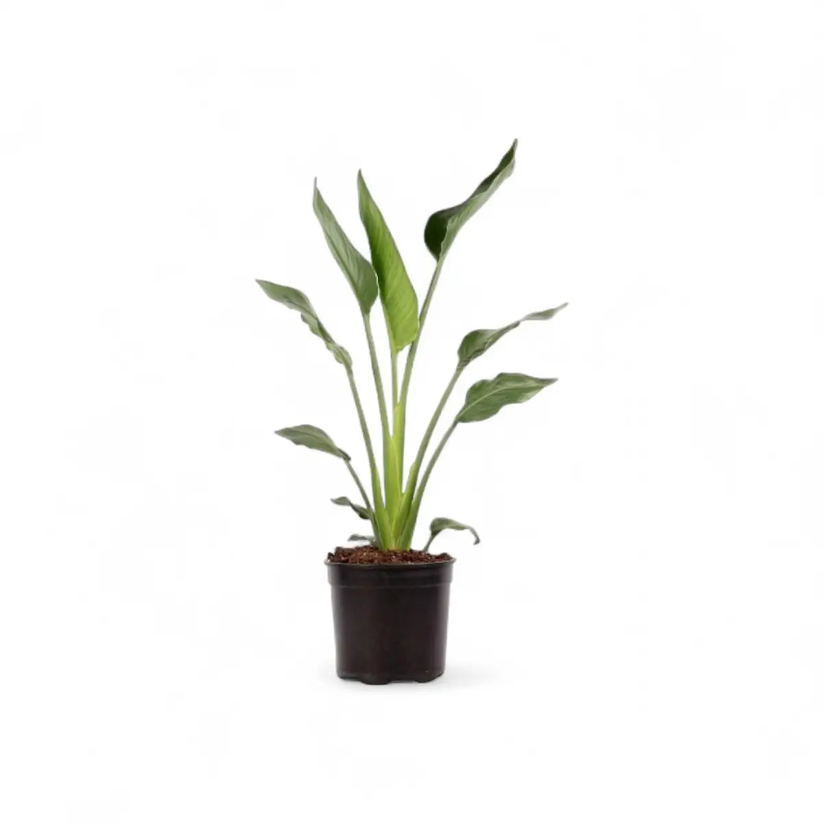 Strelitzia Reginae Bird of Paradise (23cm)